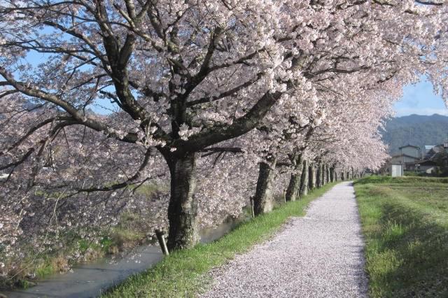 店舗裏 春は宮田川の桜がとてもきれいです